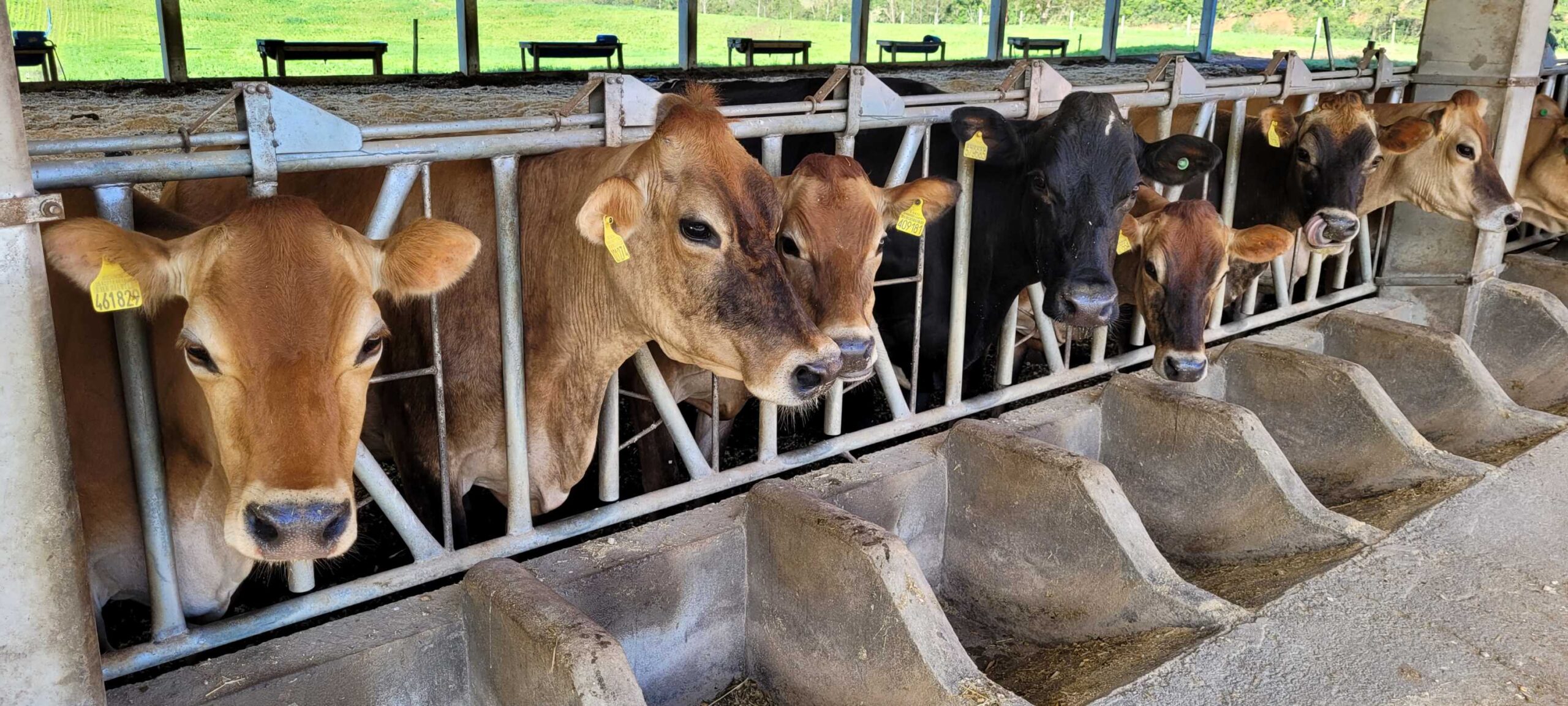 Sc Celebra Anos Como Zona Livre De Febre Aftosa Sem Vacina O E Se