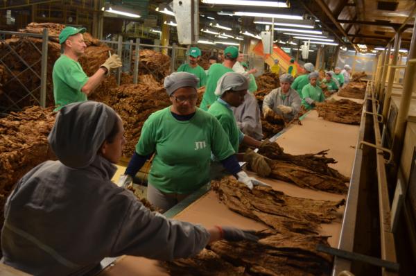 JTI vai transferir unidade de compra de tabaco de Canoinhas para